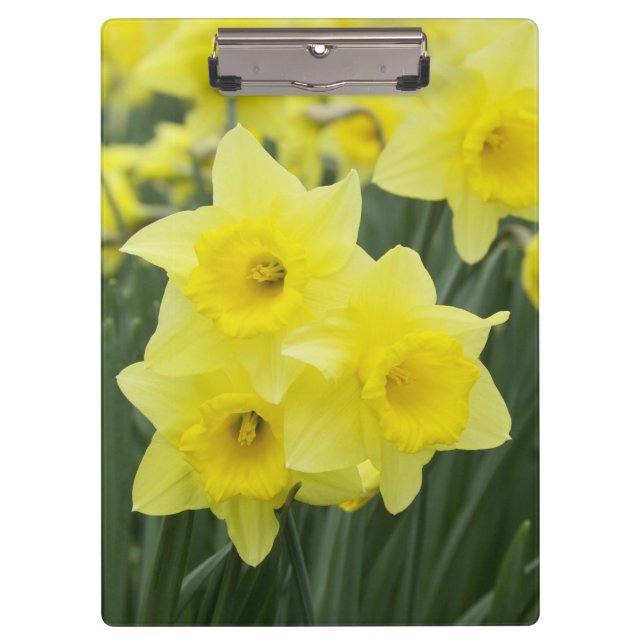 Daffodils RF) Clipboard (Front)