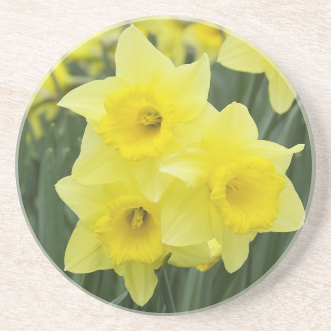 Daffodils RF) Coaster (Front)
