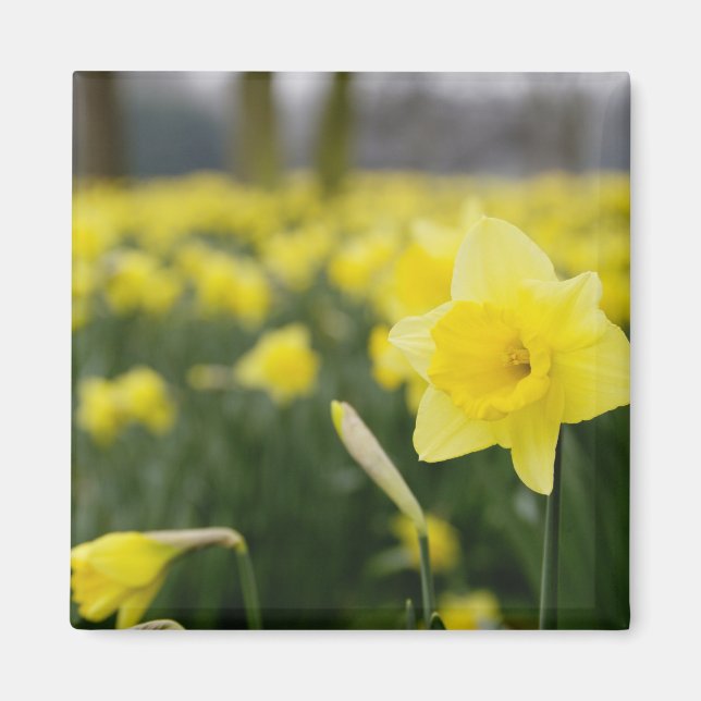 Daffodils (RF) Magnet (Front)
