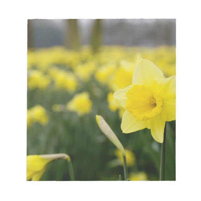 Daffodils (RF) Notepad (Front)