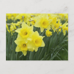 Daffodils RF) Postcard