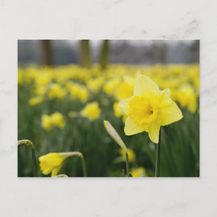 Daffodils (RF) Postcard