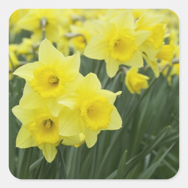Daffodils RF) Square Sticker (Front)