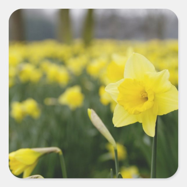 Daffodils (RF) Square Sticker (Front)
