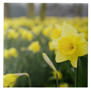 Daffodils (RF) Tile
