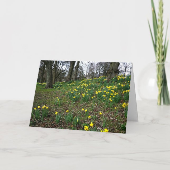 Daffodils. Sophia Gardens, Cardiff, Wales. UK Card (Front)