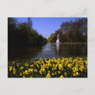 Daffodils St James's  Park London Postcard