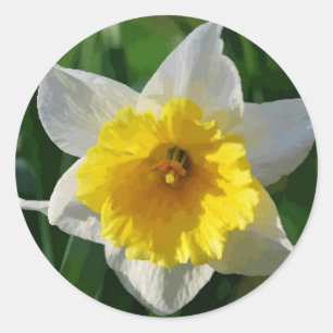 Daffodils Symbolise Renewal - Sticker