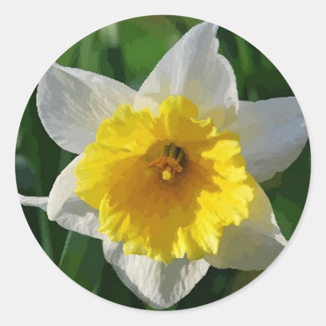 Daffodils Symbolise Renewal - Sticker (Front)