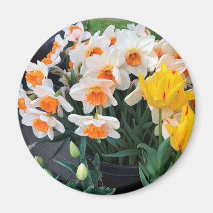 Daffodils & Tulips, Oregon Magnet