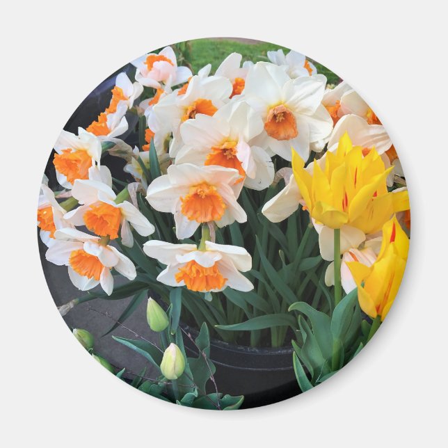 Daffodils & Tulips, Oregon Magnet (Front)