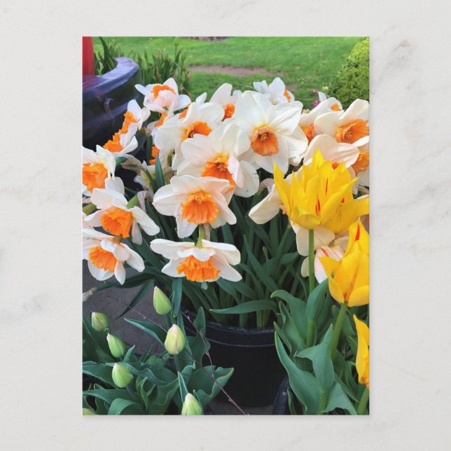 Daffodils & Tulips, Oregon Postcard (Front)
