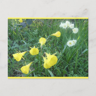 Daffodils White & Yellow Arctic Bells DIY Postcard