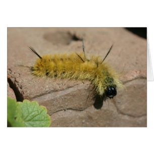 Dagger Moth Caterpillar Nature Photography Card