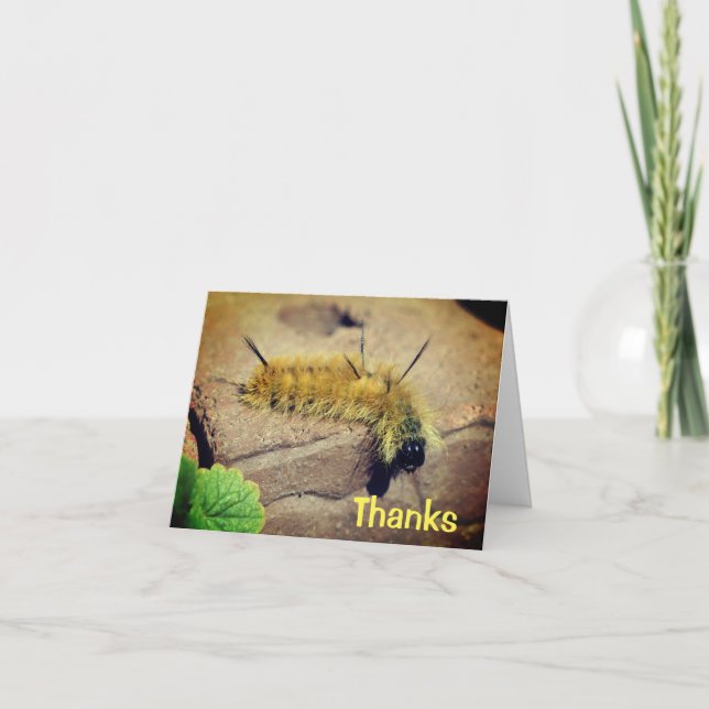 Dagger Moth Caterpillar Nature Thank You Card (Front)