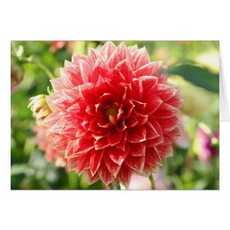 Dahlia