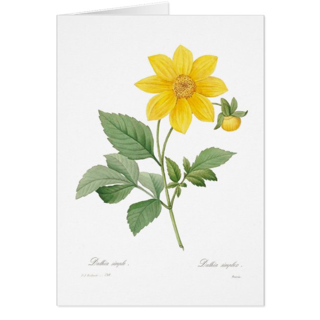 Dahlia (Front)