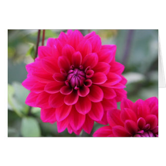 Dahlia