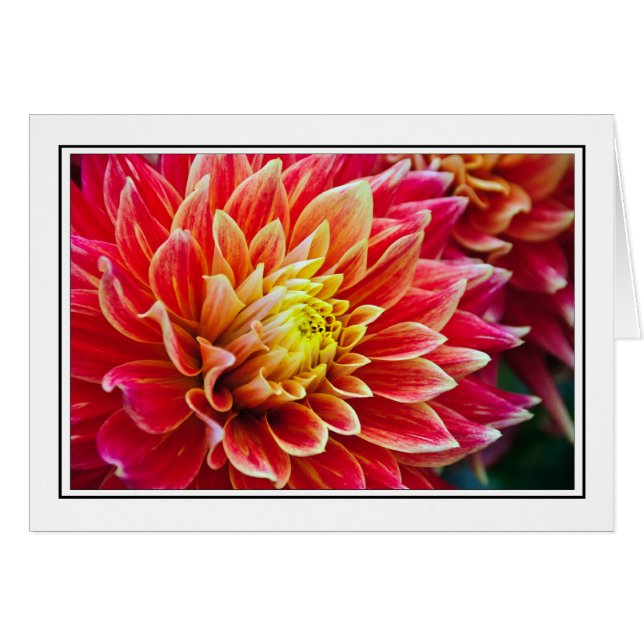 Dahlia (Front Horizontal)