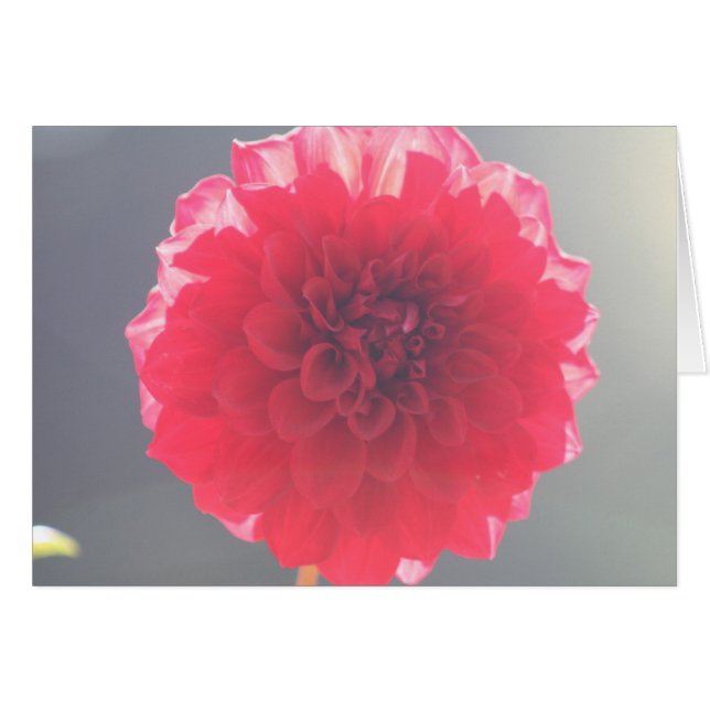 Dahlia 2 (Front Horizontal)