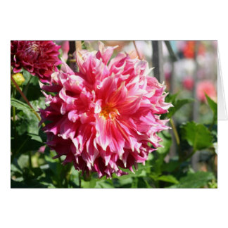 Dahlia 5