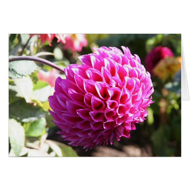 Dahlia 6 (Front Horizontal)