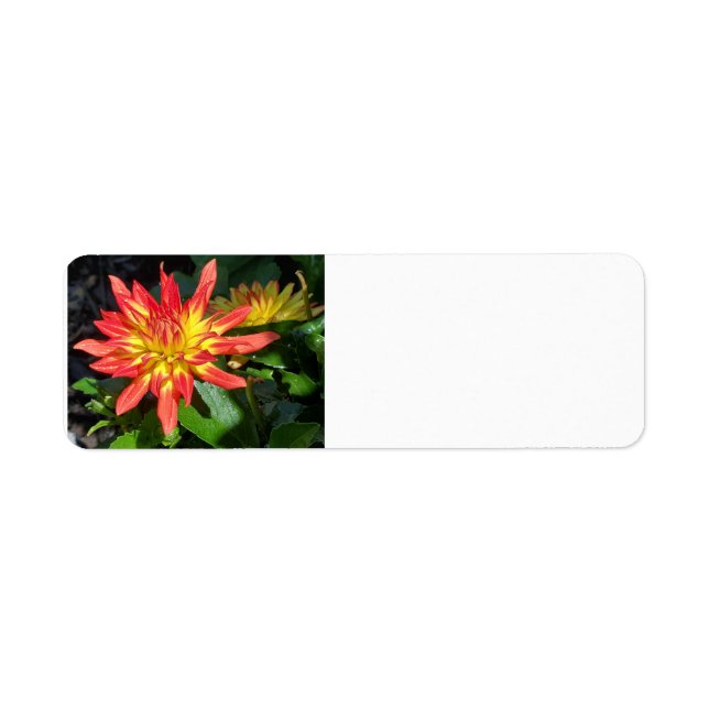 Dahlia address label (Front)