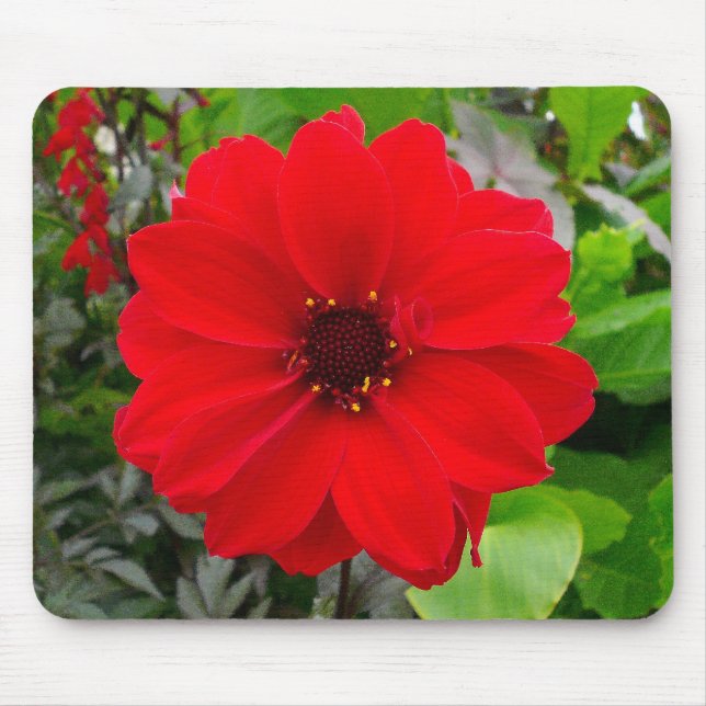 Dahlia - Bishop of Llandaff Mouse Mat (Front)