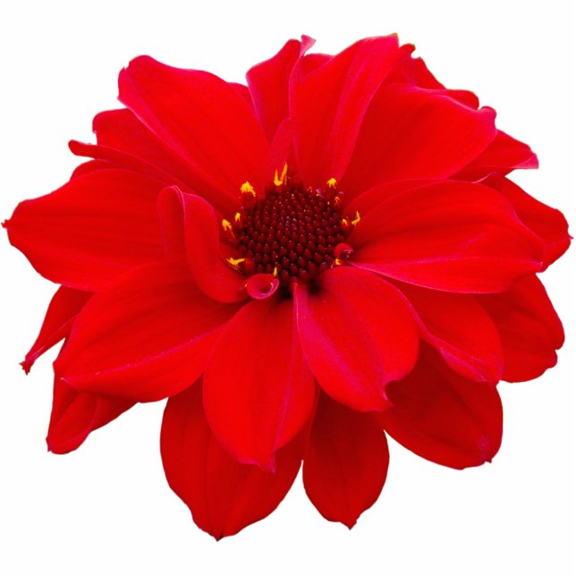 Dahlia - Bishop of Llandaff Photo Sculpture Magnet (Front)