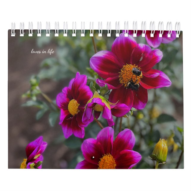 Dahlia  calendar (Cover)