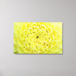 Dahlia Canvas Print
