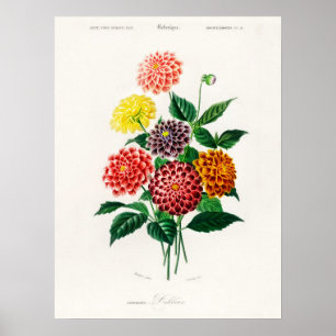 Dahlia Charles Dessalines D' Orbigny Vintage Book  Poster