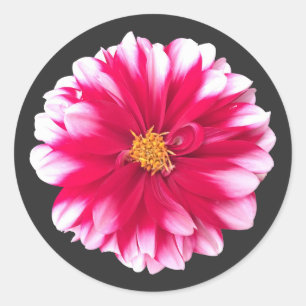 Dahlia Classic Round Sticker