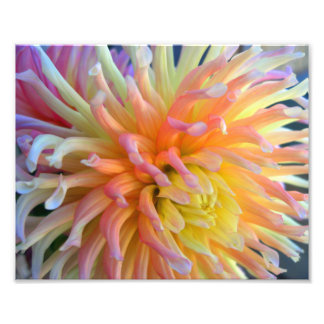 Dahlia Close 10x8 Photo Print