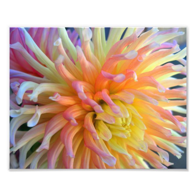 Dahlia Close 10x8 Photo Print (Front)