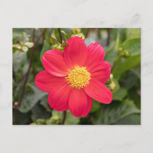 Dahlia Coccinea Postcard