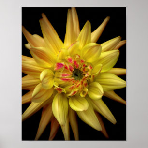 Dahlia Corona Yellow Poster