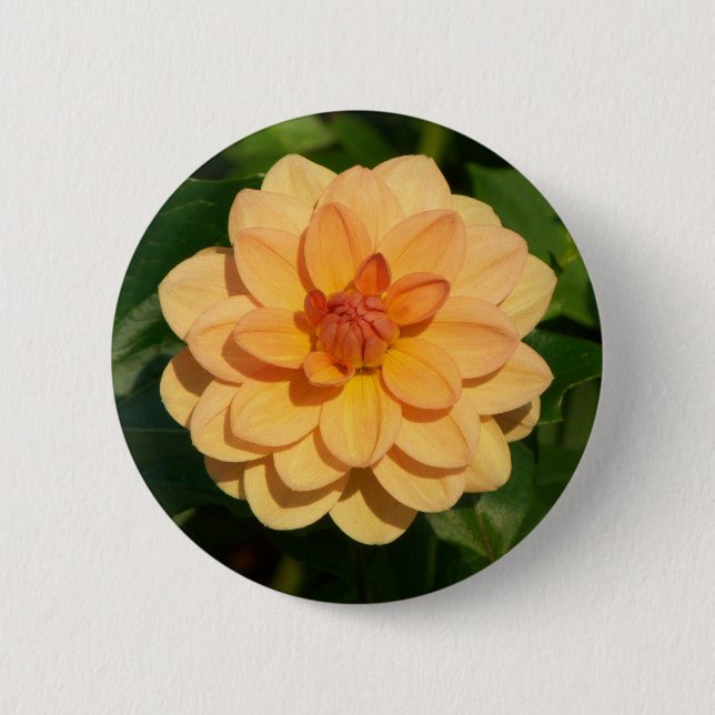 Dahlia 'David Howard' 6 Cm Round Badge (Front)