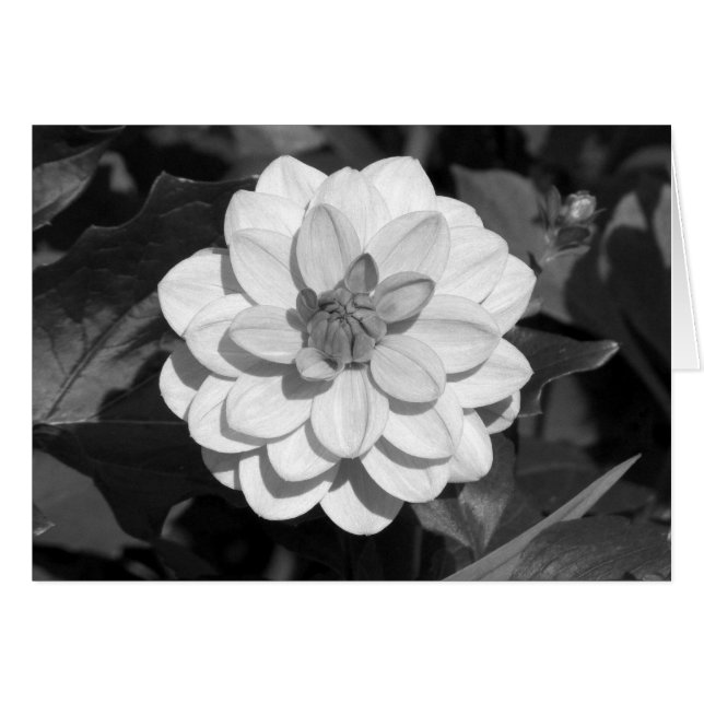 Dahlia 'David Howard' B&W (Front Horizontal)