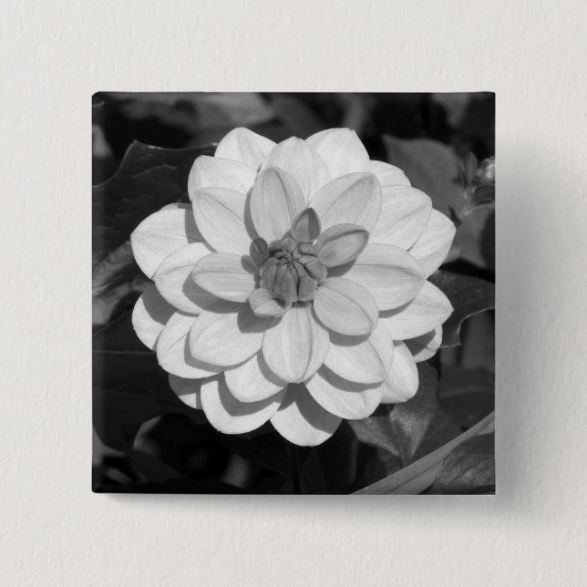 Dahlia 'David Howard'  B&W 15 Cm Square Badge (Front)
