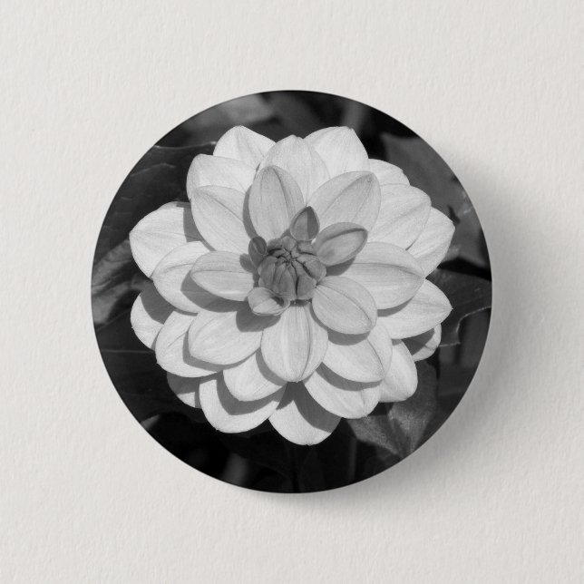 Dahlia 'David Howard' B&W 6 Cm Round Badge (Front)