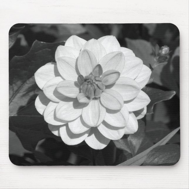 Dahlia 'David Howard' B&W Mouse Mat (Front)