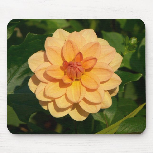 Dahlia 'David Howard' Mouse Mat (Front)
