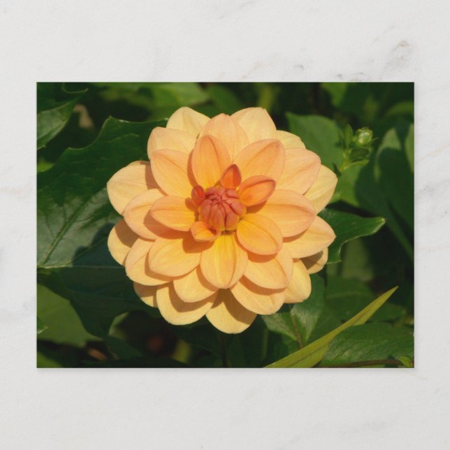 Dahlia 'David Howard' Postcard (Front)