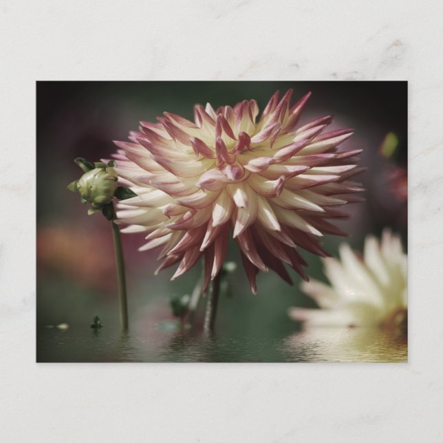 Dahlia flower above the water postcard (Front)