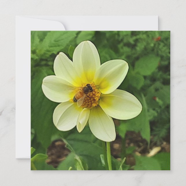 Dahlia flower and bee card (Front)