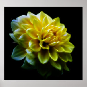Dahlia flower and meaning poster