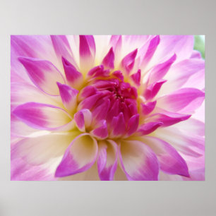 Dahlia Flower art prints Pink White Summer Dahlias