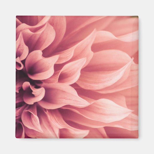 Dahlia Flower Blossom Magnet (Front)