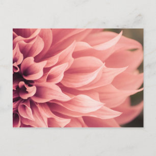 Dahlia Flower Blossom Postcard